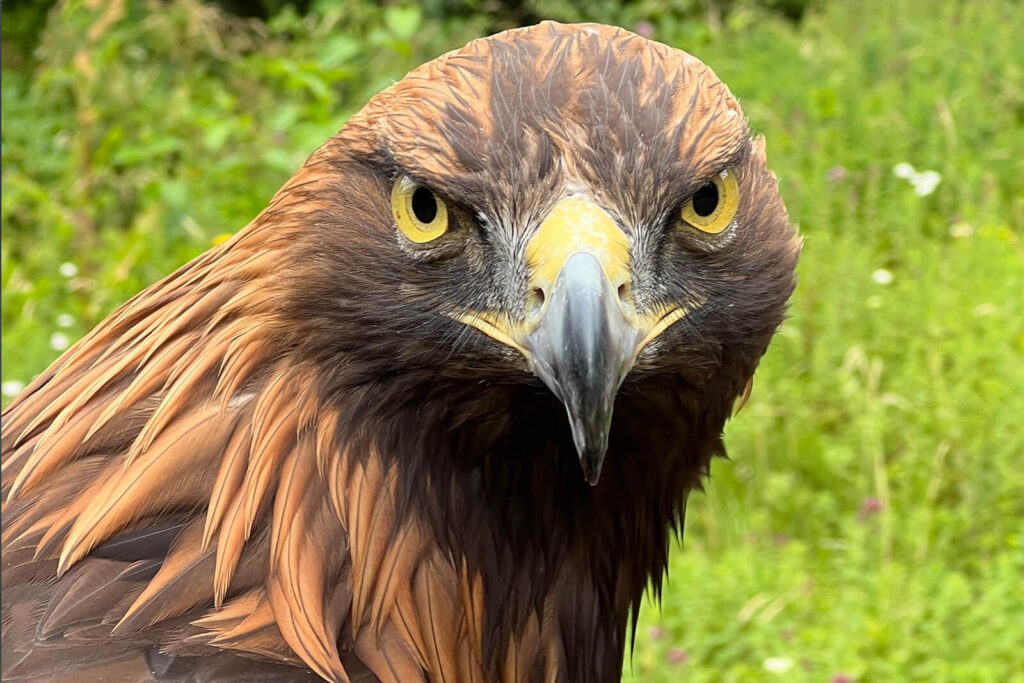 Steinadler